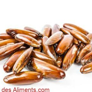 Lithophaga lithophaga