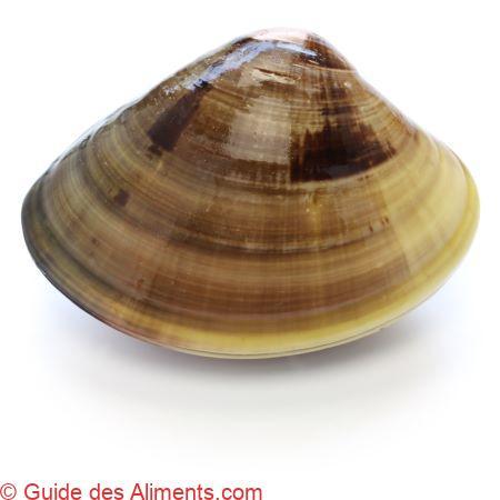 Meretrix lusoria