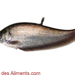 Notopterus notopterus