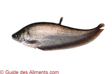 Notopterus notopterus