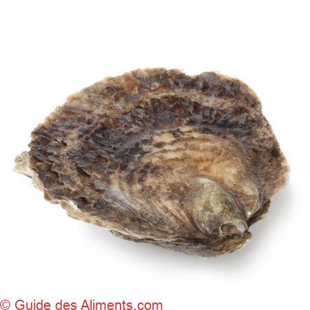 Ostrea edulis