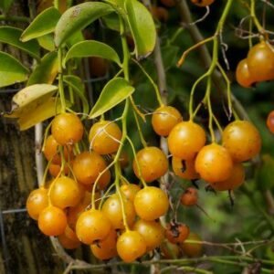 Pereskia aculeata