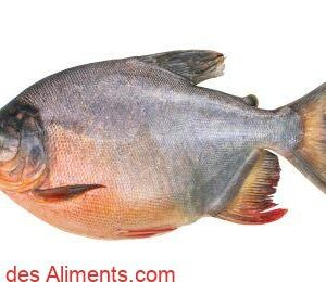 Piaractus brachypomus