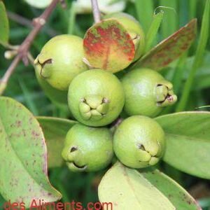 Psidium guineense