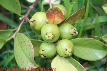 Psidium guineense