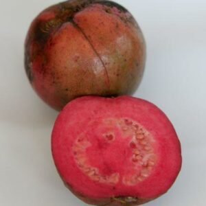 Psidium rufum