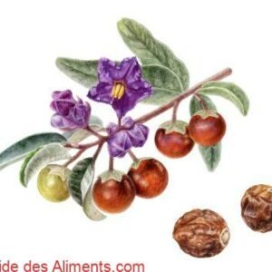 Solanum centrale