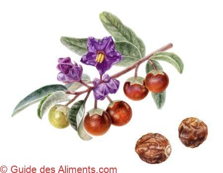 Solanum centrale