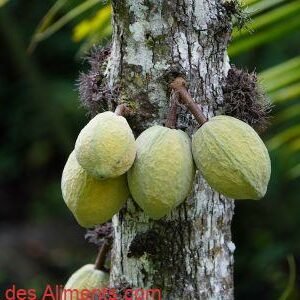 Theobroma speciosum