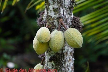 Theobroma speciosum