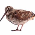 bécasse des bois (Scolopax rusticola)