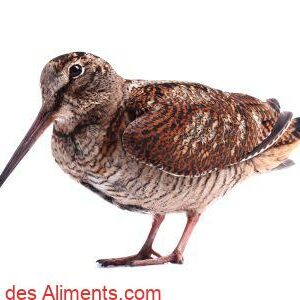 b&eacute;casse des bois (Scolopax rusticola)