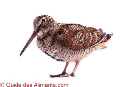 bécasse des bois (Scolopax rusticola)