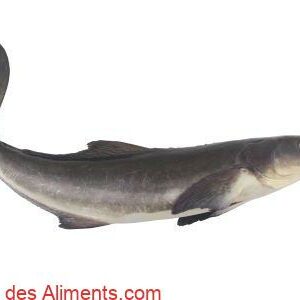 canadum Rachycentron