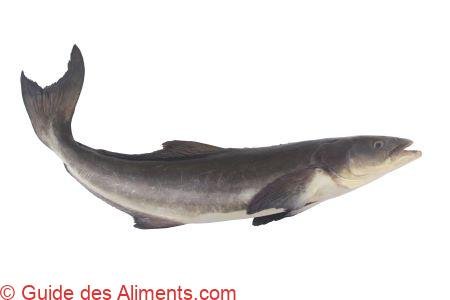 canadum Rachycentron