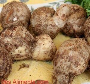 chou caraibe