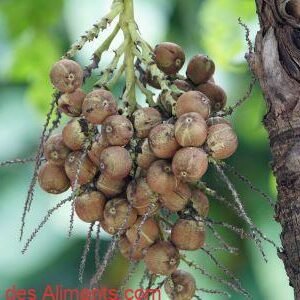 coco-babão (Syagrus cearensis)