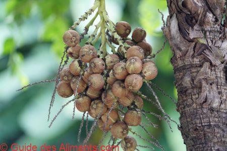 coco-babão (Syagrus cearensis)