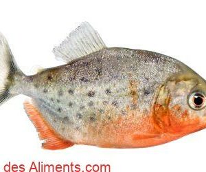 piranha &agrave; ventre rouge (Pygocentrus nattereri)