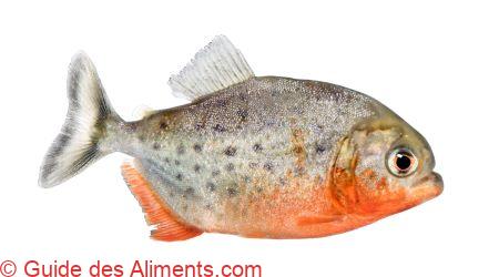 piranha à ventre rouge (Pygocentrus nattereri)