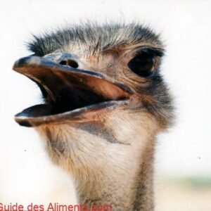 Autruche