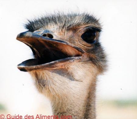 Autruche