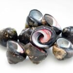 Bigorneau vrai (Littorina littorea)