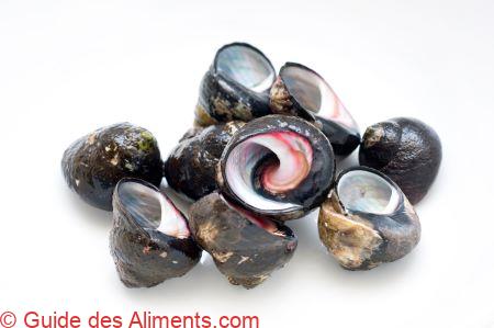 Bigorneau vrai (Littorina littorea)