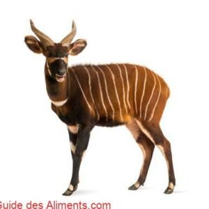 Bongo