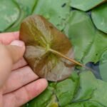 Brasénie de Schreber