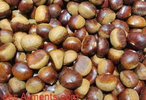 Brosimum alicastrum