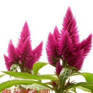 Celosia argentea