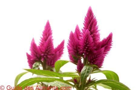 Celosia argentea
