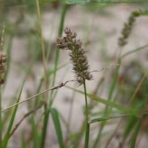 Cenchrus_biflorus