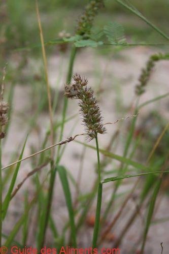 Cenchrus_biflorus