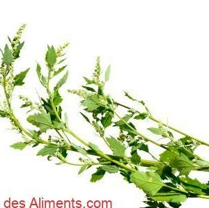 Chenopodium album