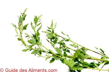 Chenopodium album