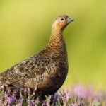 Lagopus lagopus Scoticus