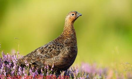 Lagopus lagopus Scoticus