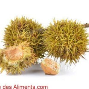 Lithocarpus