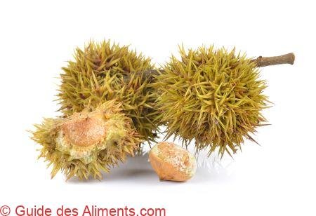 Lithocarpus