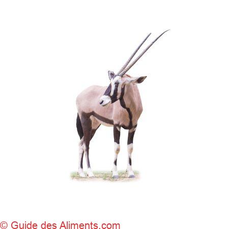 Oryx gazelle ou gemsbok