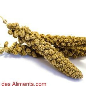 Pennisetum glaucum