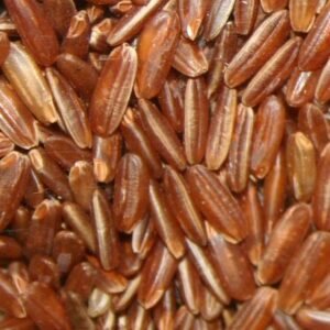 Riz complet Oryza glaberrima