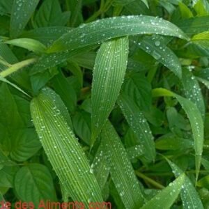 Setaria palmifolia
