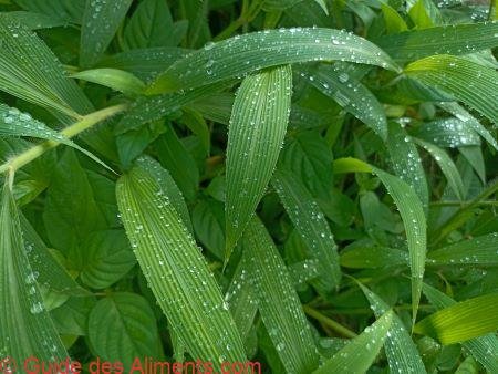 Setaria palmifolia