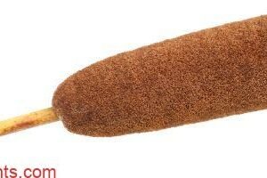 Typha