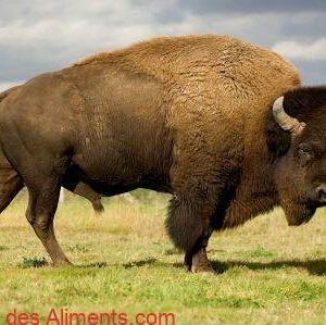 bison