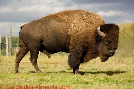 bison