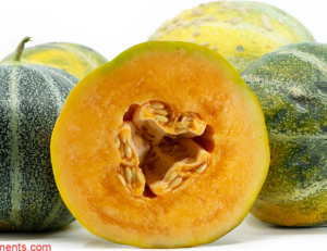 melon Petit Gris de Rennes